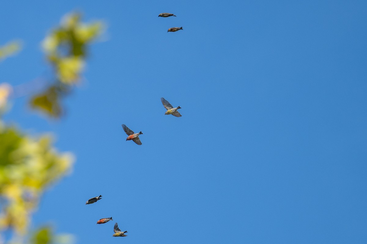 Red Crossbill - ML610636186