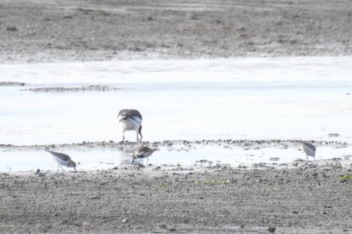 Dunlin - ML610636245