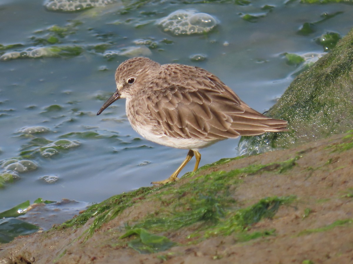 Wiesenstrandläufer - ML610636286