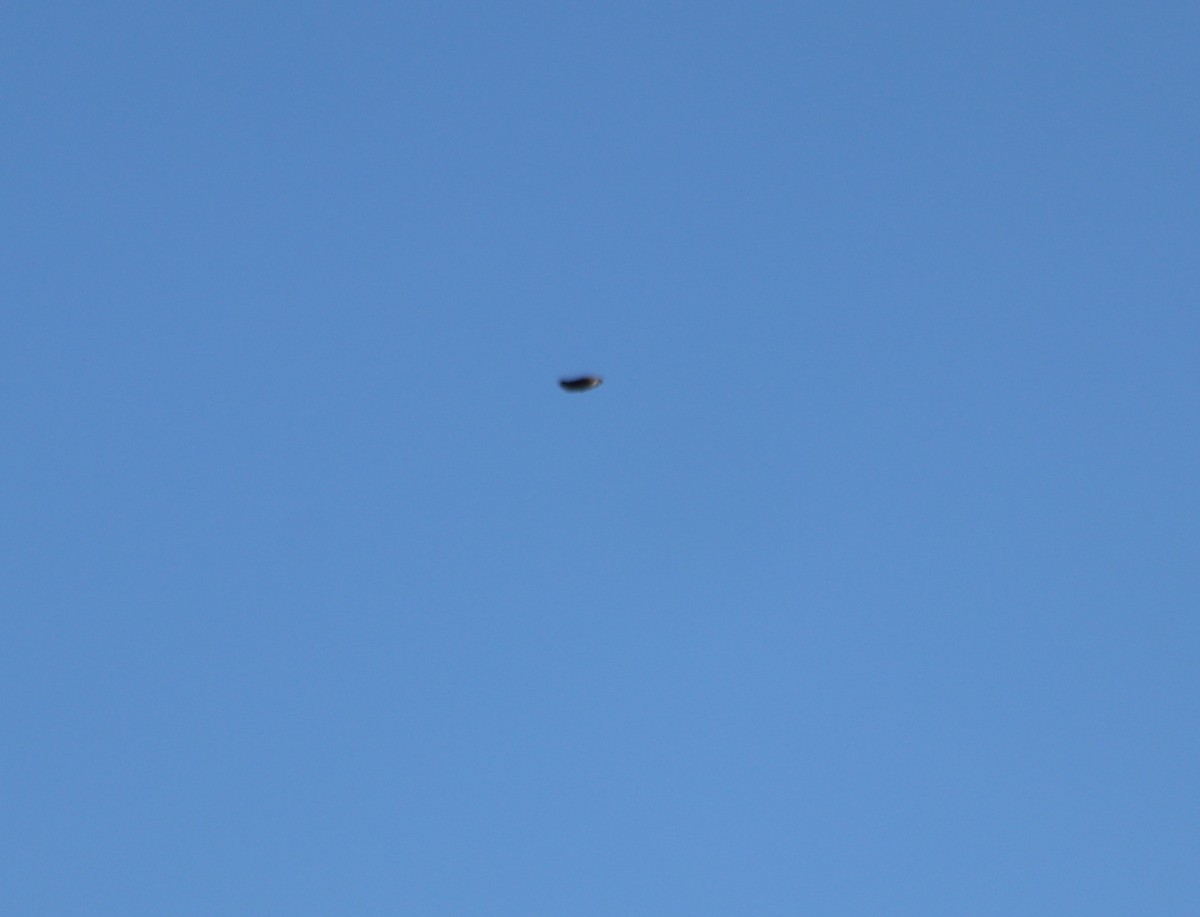 Lewis's Woodpecker - ML610636297