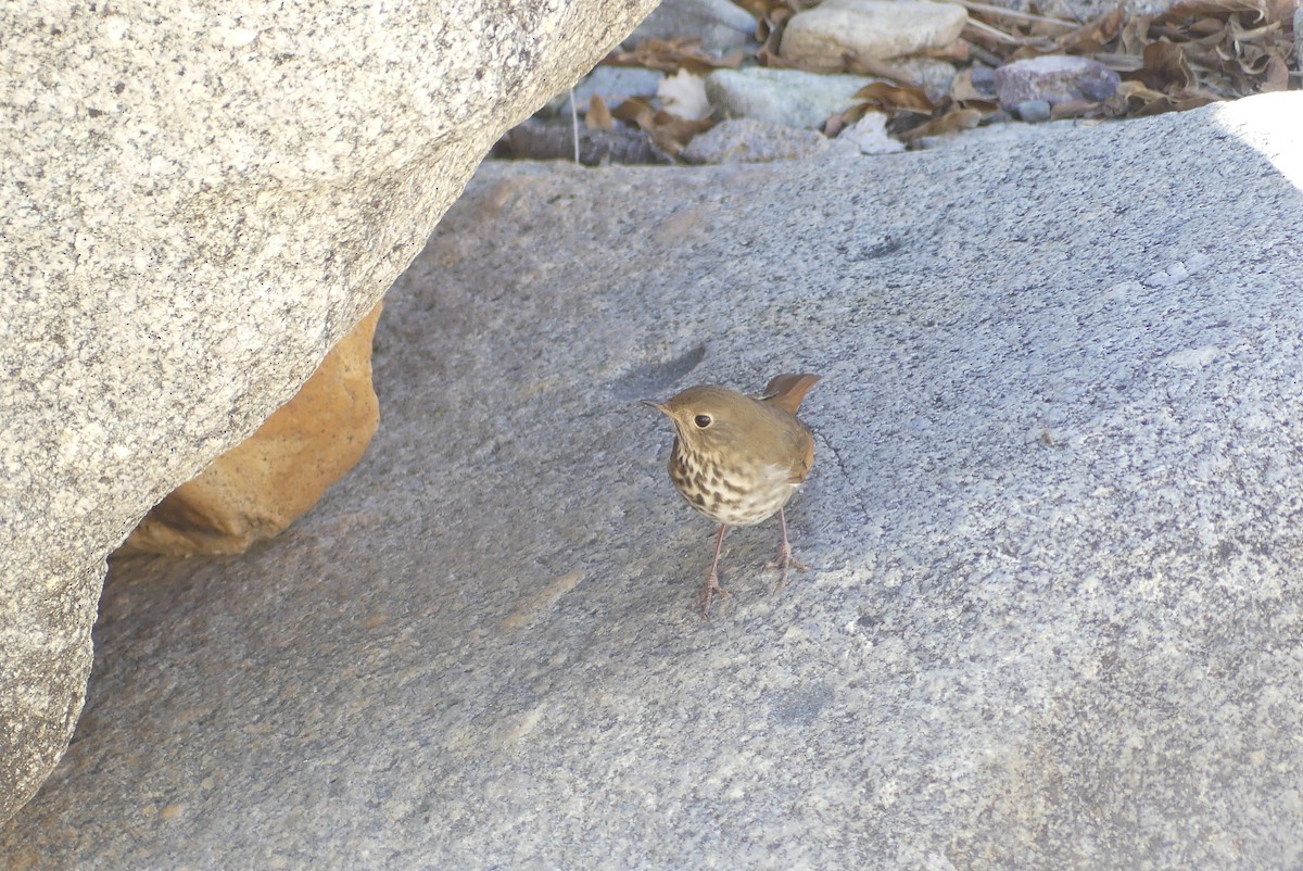 Hermit Thrush - ML610636359