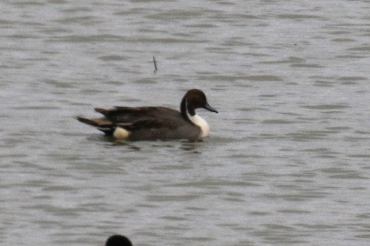 Northern Pintail - ML610636475