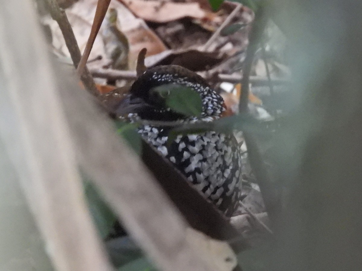 Black-breasted Buttonquail - ML610636480