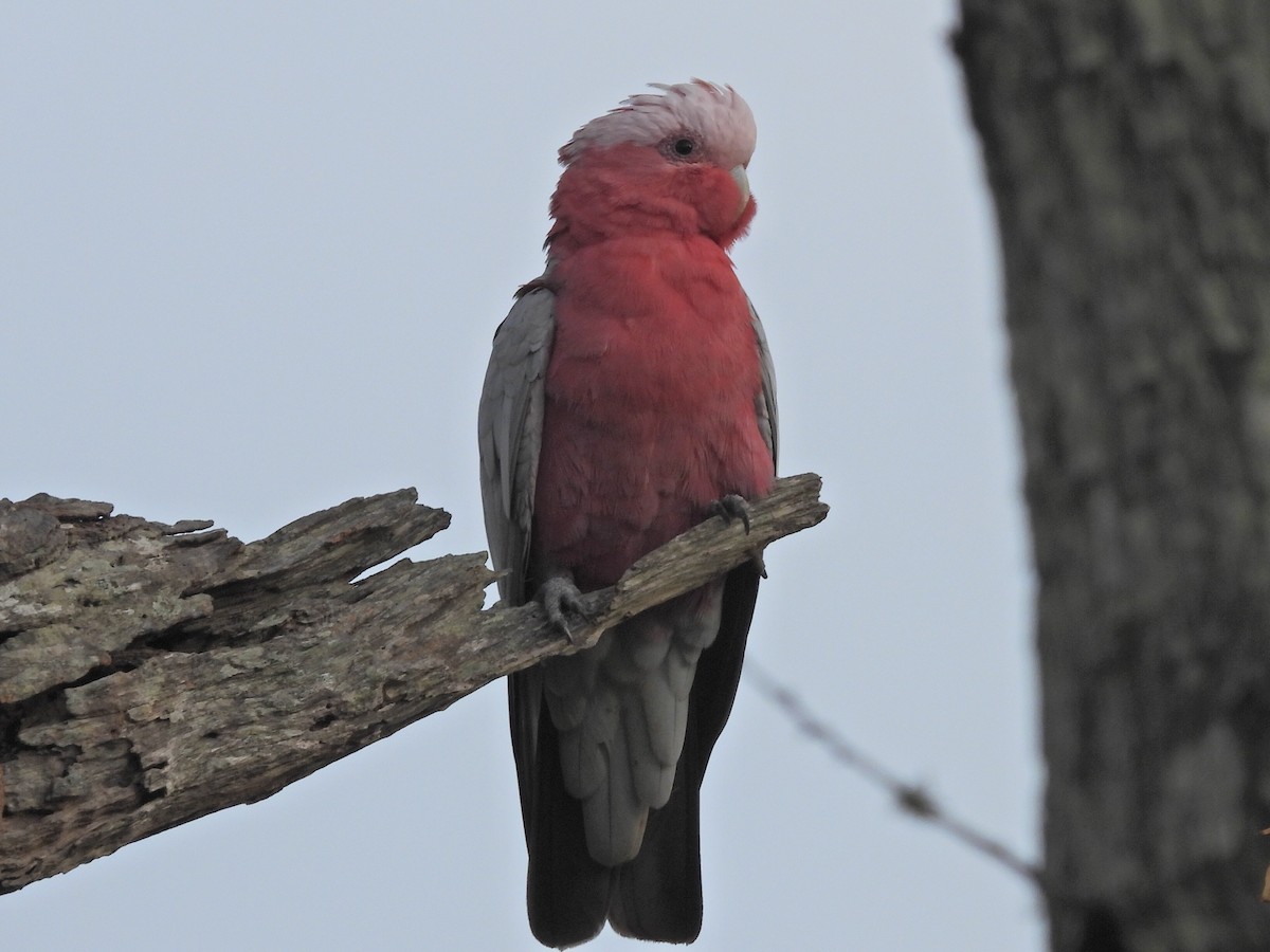 モモイロインコ - ML610636487