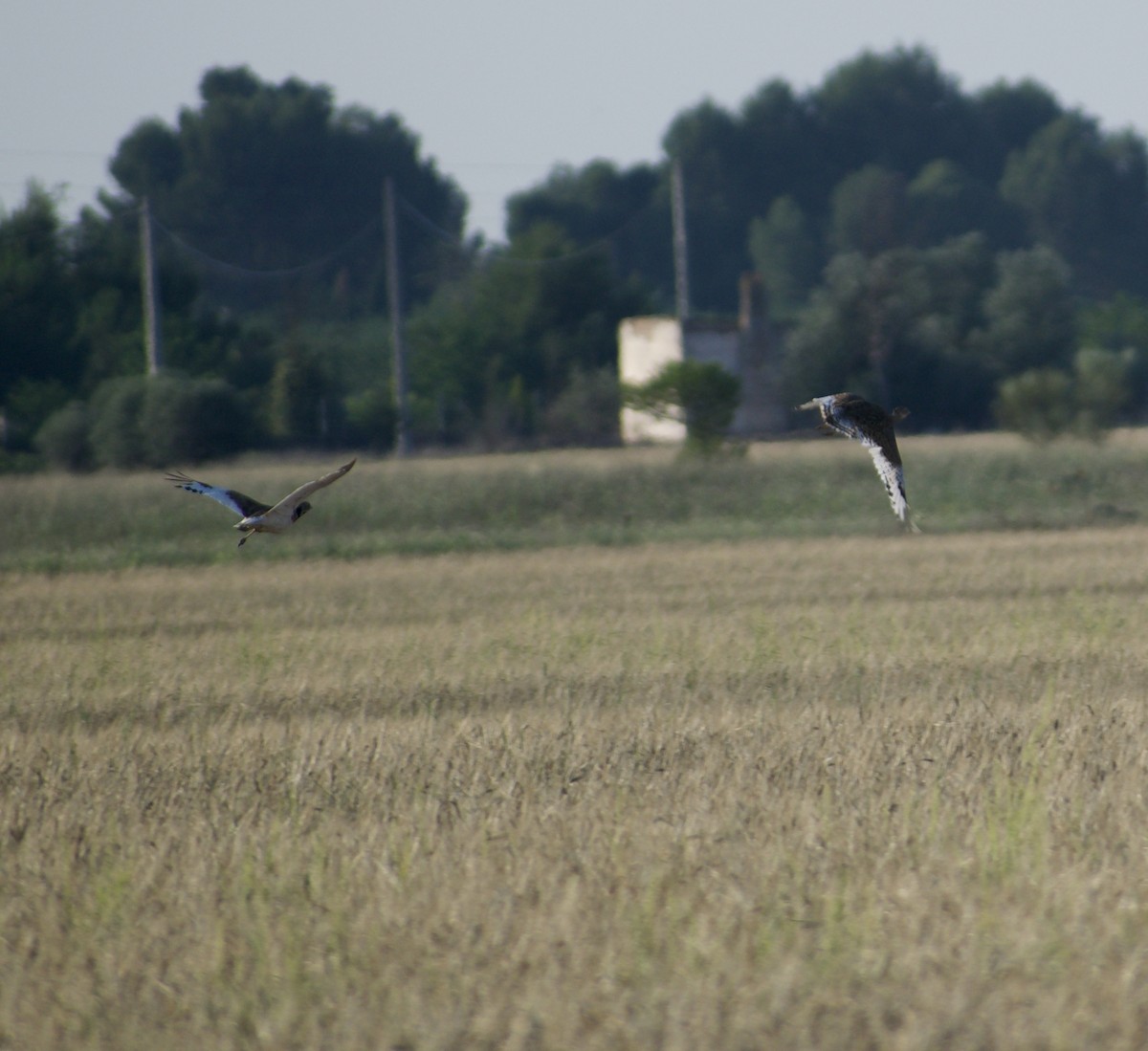 Little Bustard - ML610636492