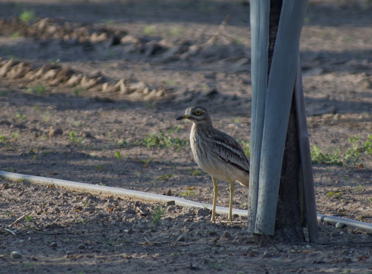 Eurasian Thick-knee - ML610636497