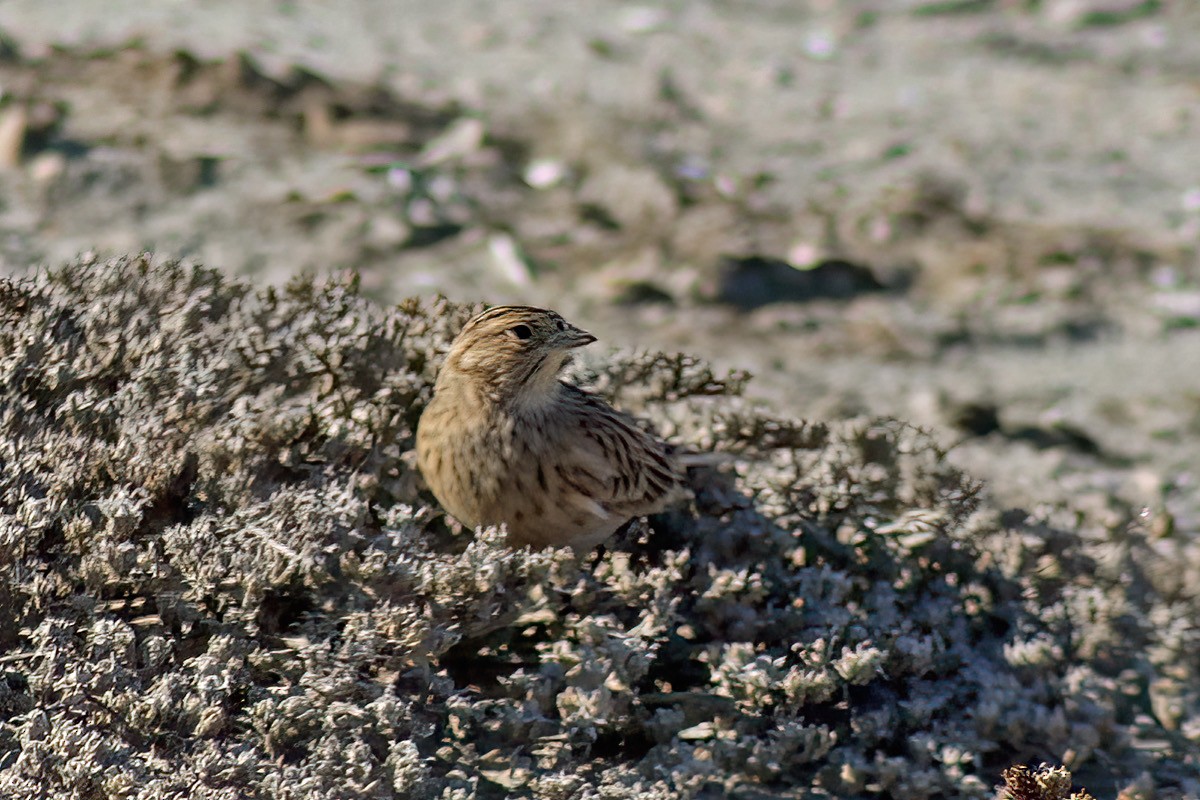 アカエリツメナガホオジロ - ML610636544