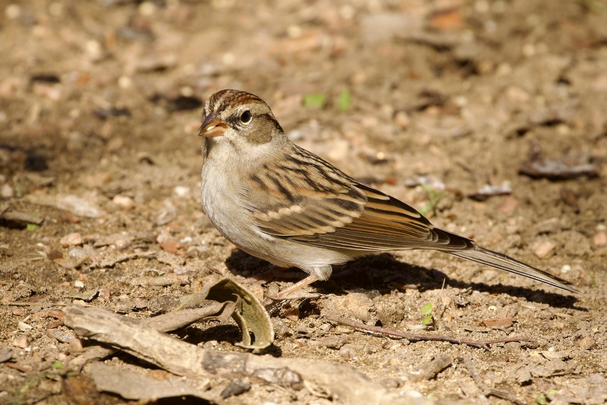 Chipping Sparrow - ML610636547