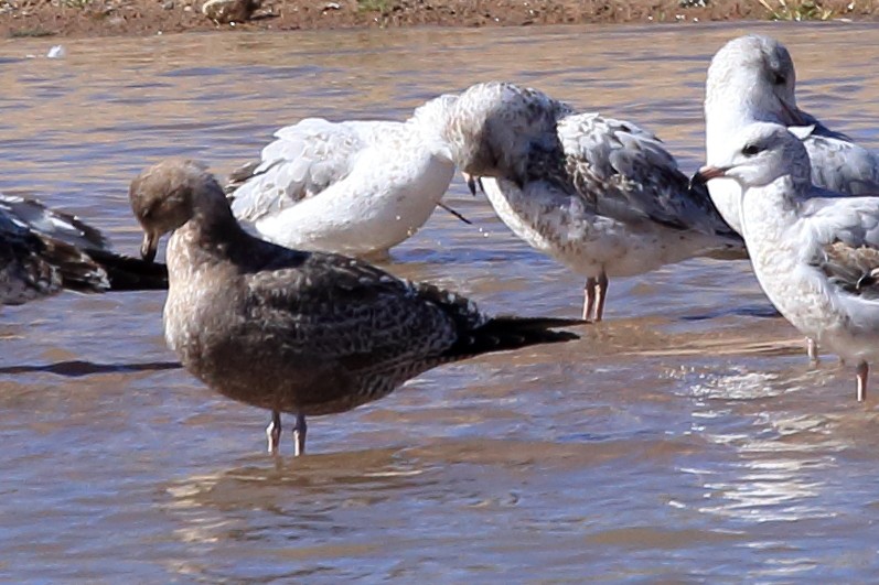 Gaviota Californiana - ML610636679