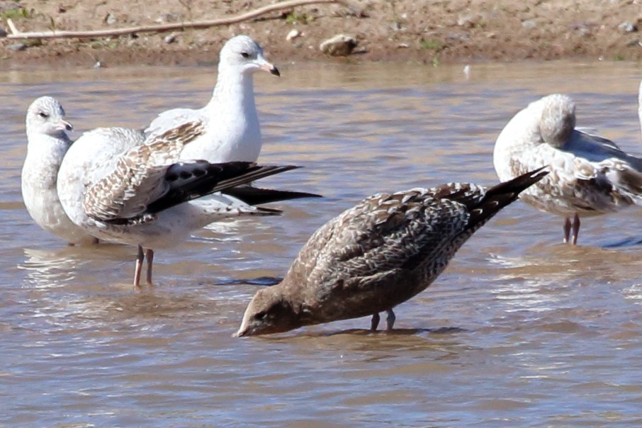 Gaviota Californiana - ML610636680