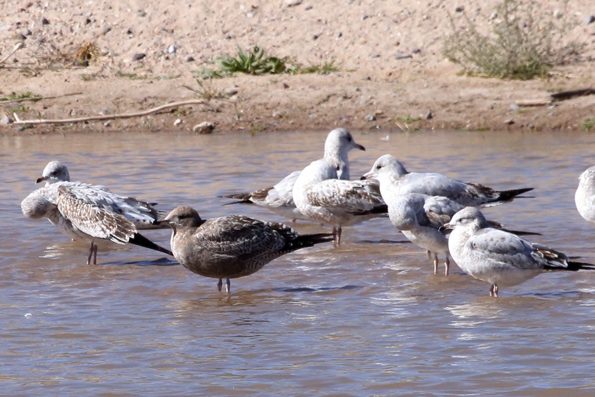 California Gull - ML610636681