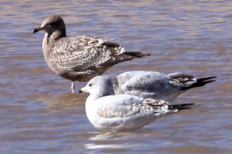 California Gull - ML610636682