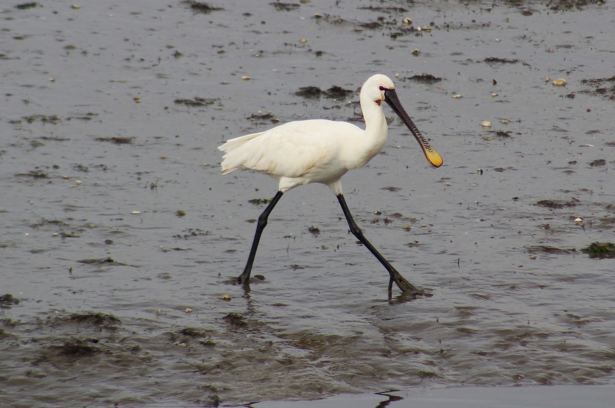 Eurasian Spoonbill - ML610636810