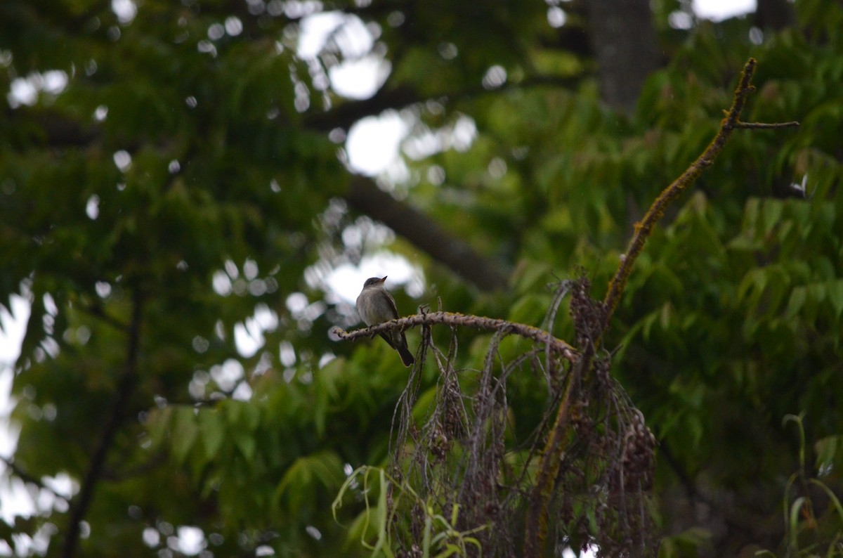 Eastern Wood-Pewee - ML610636818