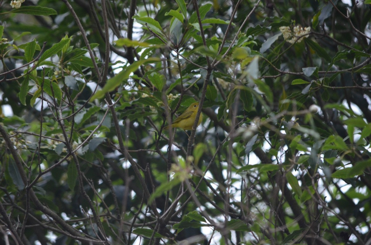 Blackburnian Warbler - ML610636827