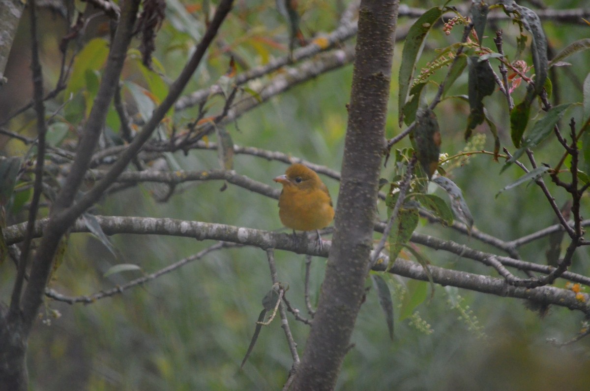 Summer Tanager - ML610636833