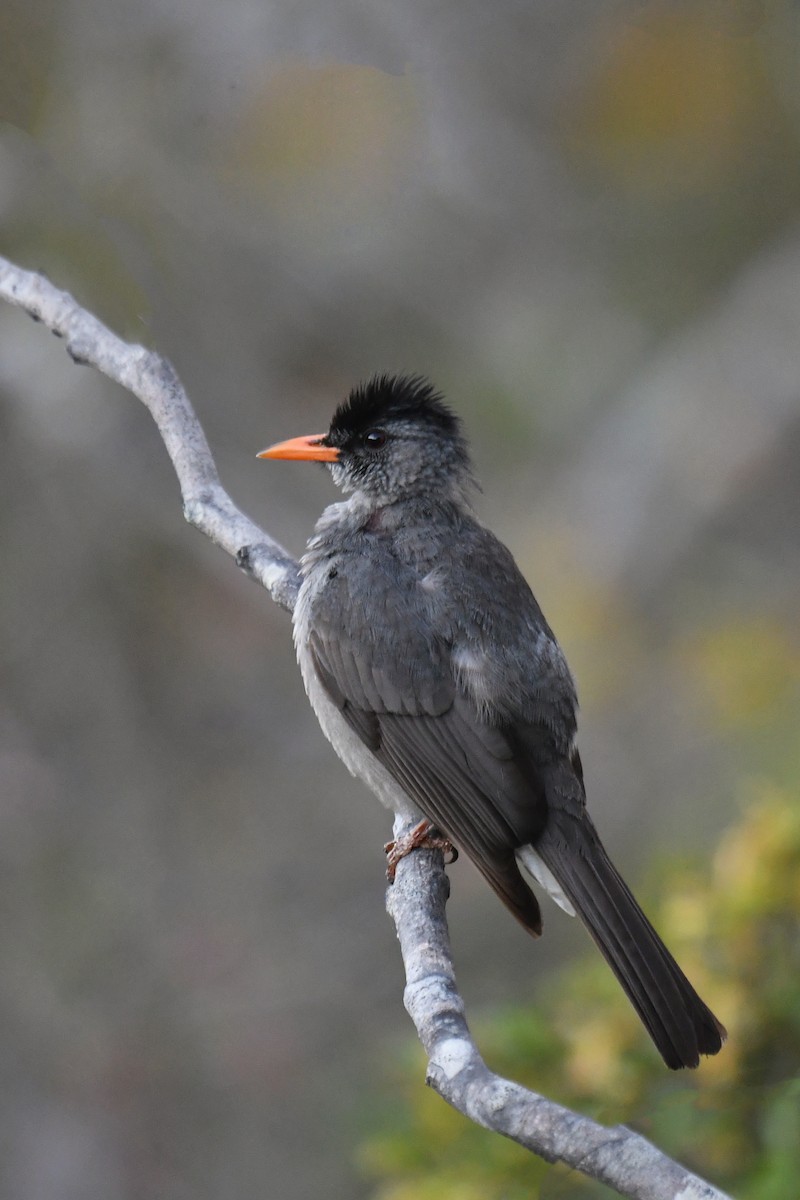 Malagasy Bulbul - ML610636834