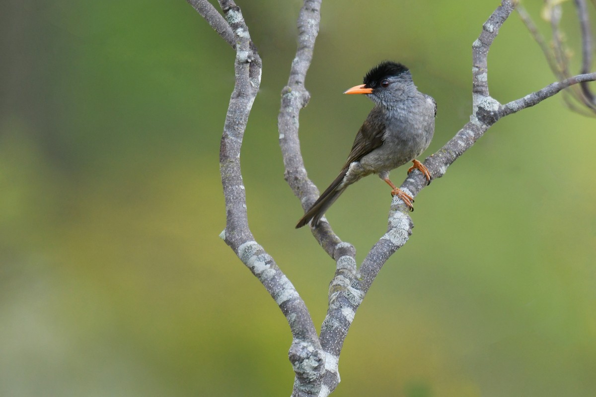 Malagasy Bulbul - ML610636835