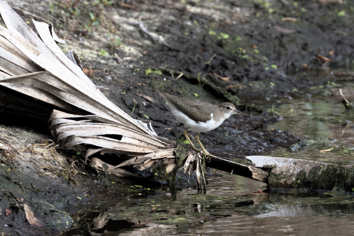 Spotted Sandpiper - ML610636845