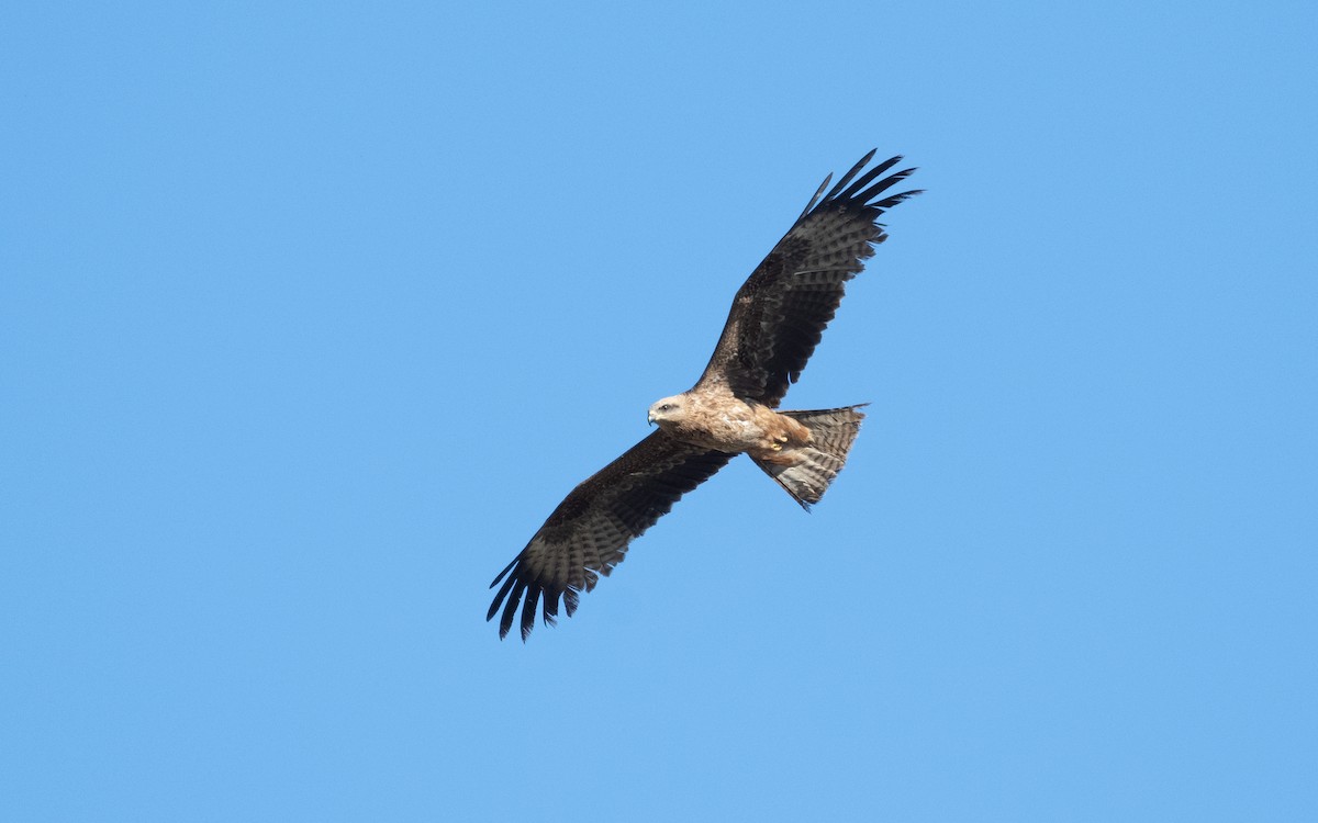 Black Kite (Black) - ML610636930