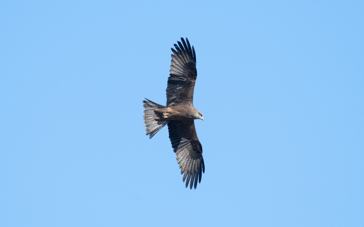 Black Kite (Black) - ML610636931