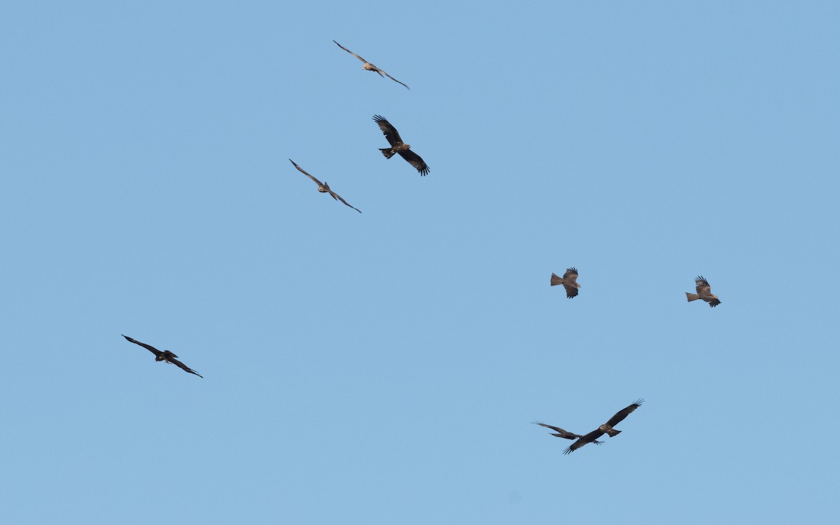 Black Kite (Black) - ML610636933