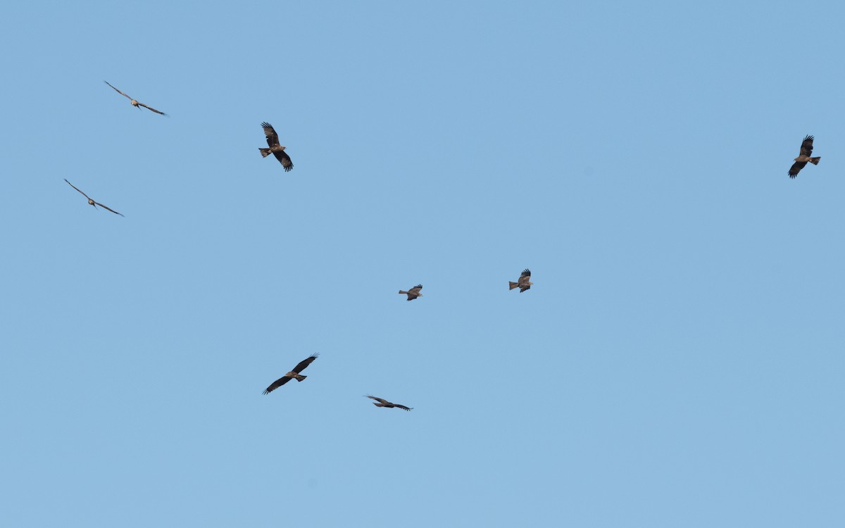 Black Kite (Black) - ML610636934