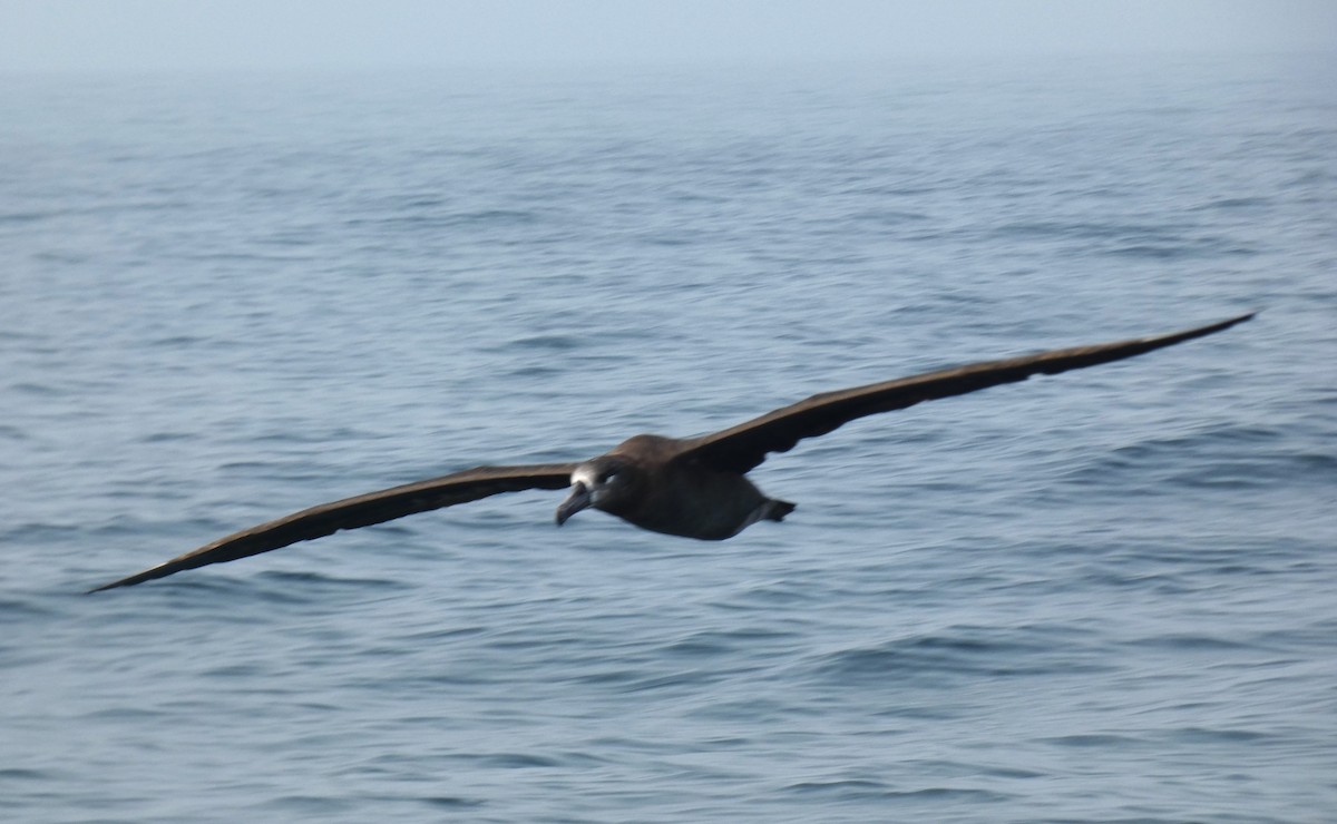 albatros černonohý - ML610636962