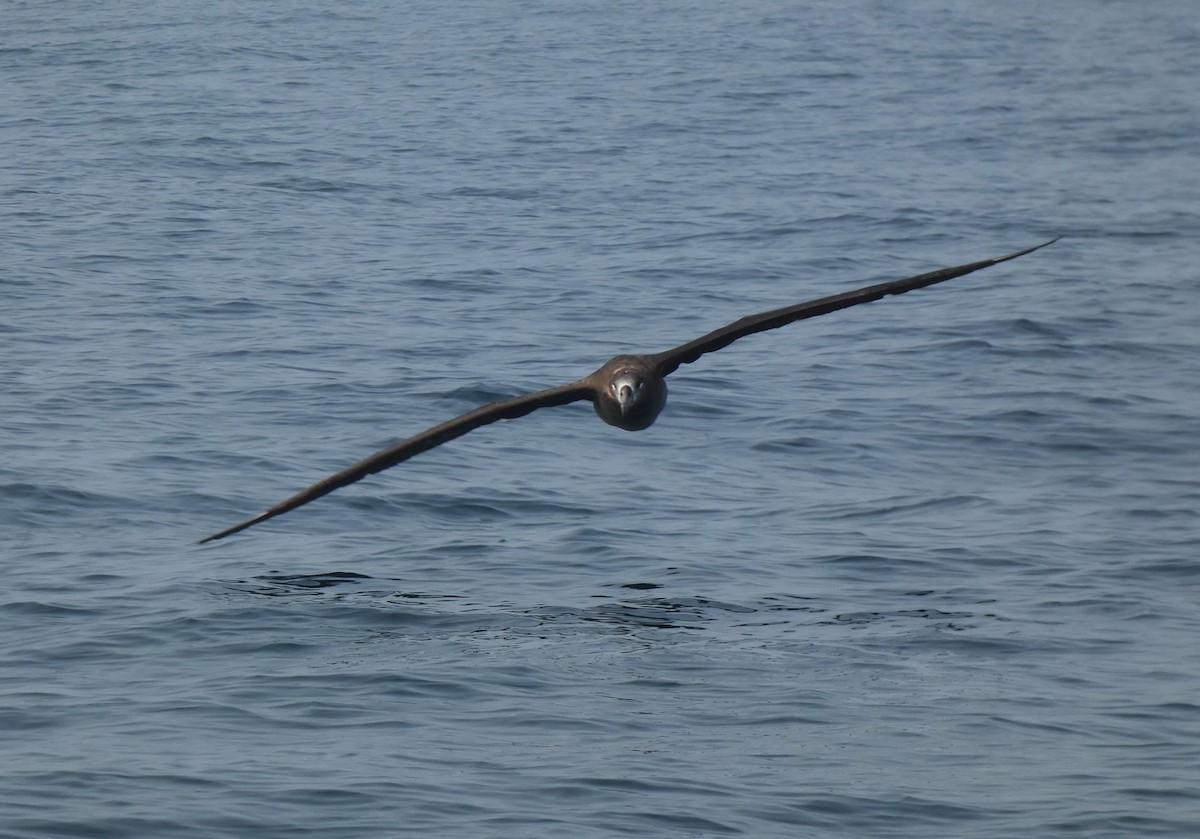 Черноногий альбатрос - ML610636963