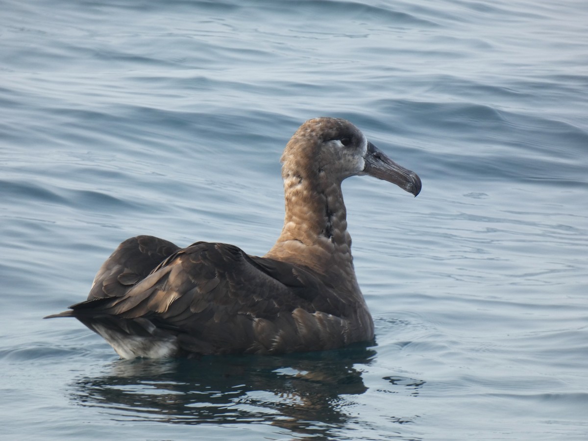albatros černonohý - ML610636964