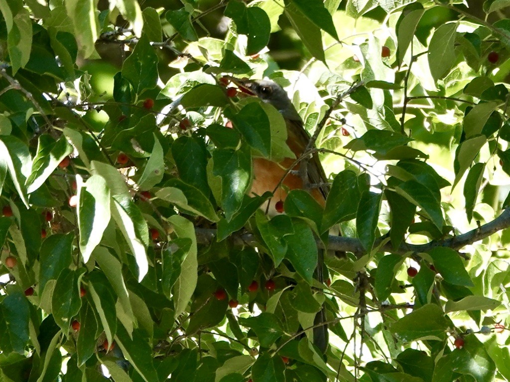 Rufous-backed Robin - ML610637009