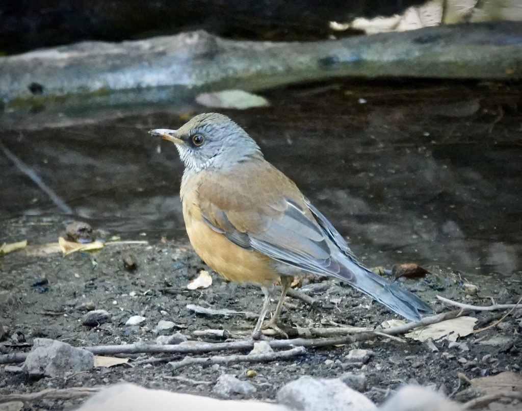 Rufous-backed Robin - ML610637025