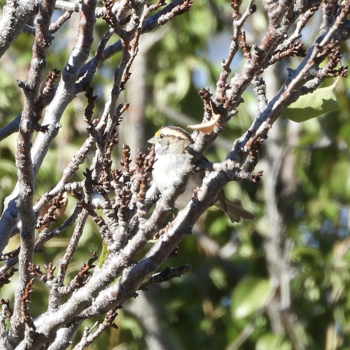 White-throated Sparrow - ML610637038