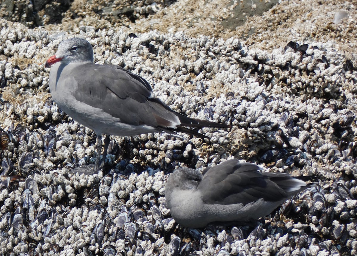 Heermann's Gull - ML610637054