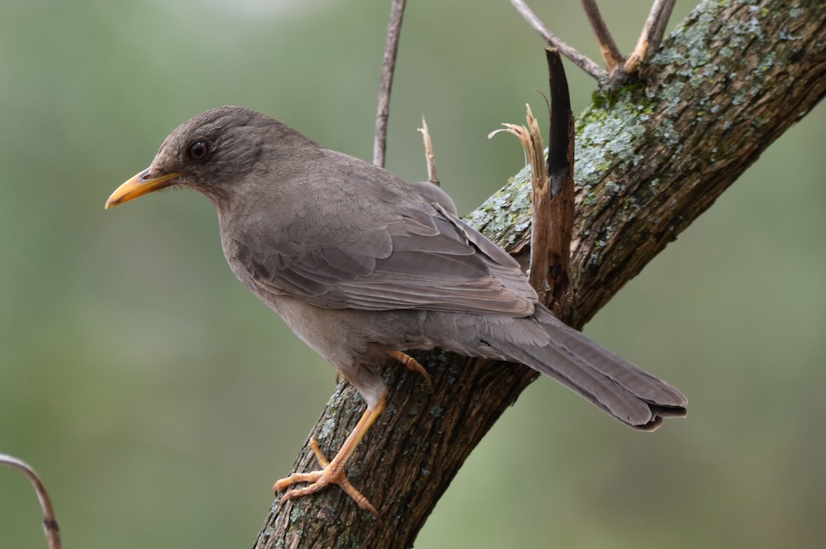 Chiguanco Thrush - ML610637092