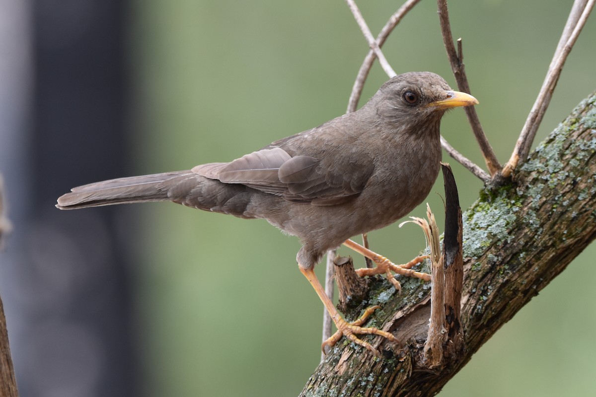 Chiguanco Thrush - ML610637093