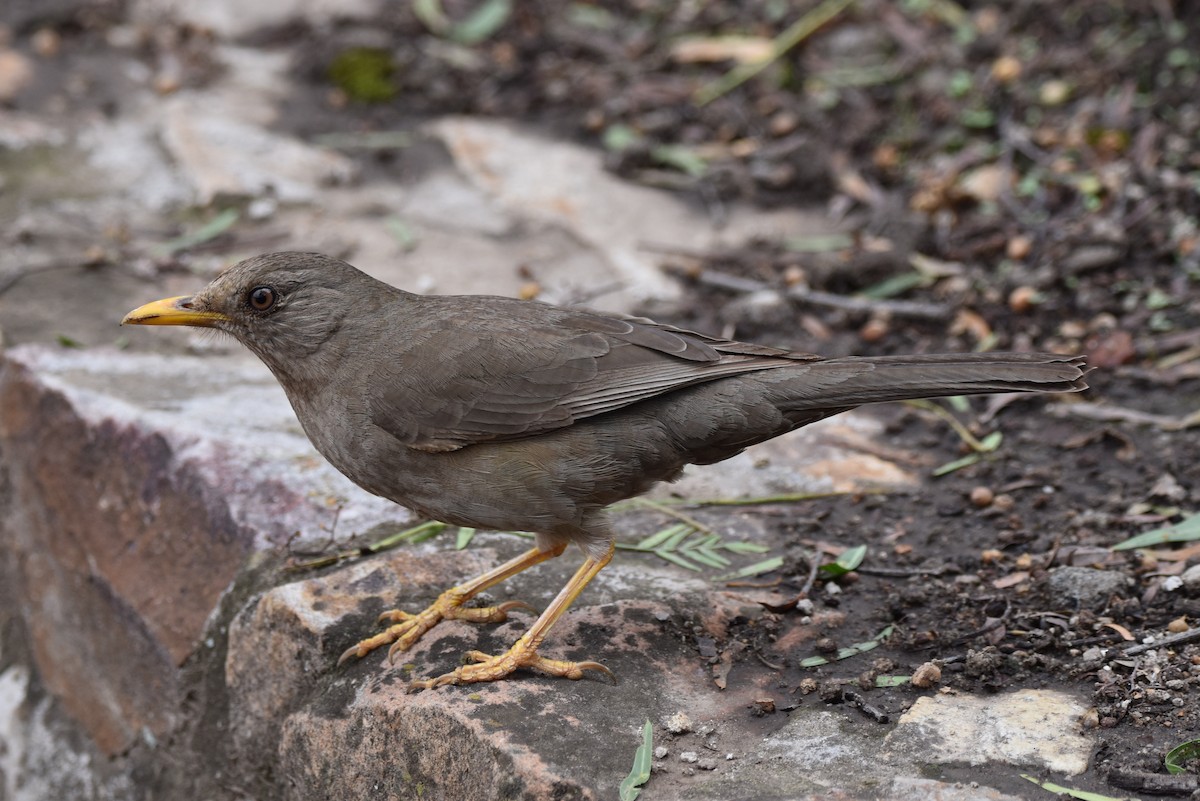 Chiguanco Thrush - ML610637094