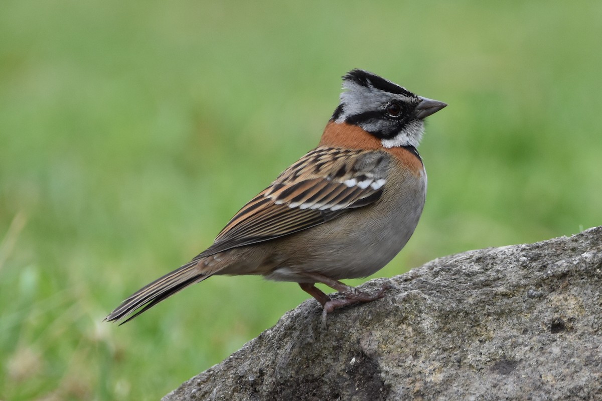 Rufous-collared Sparrow - ML610637101