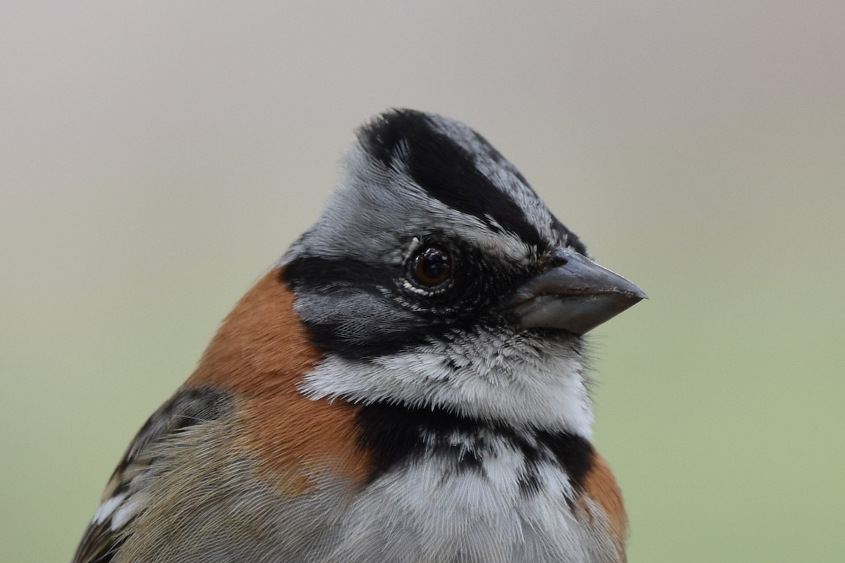 Rufous-collared Sparrow - ML610637102