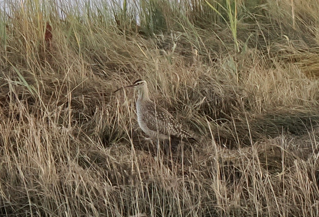 Whimbrel - ML610637112