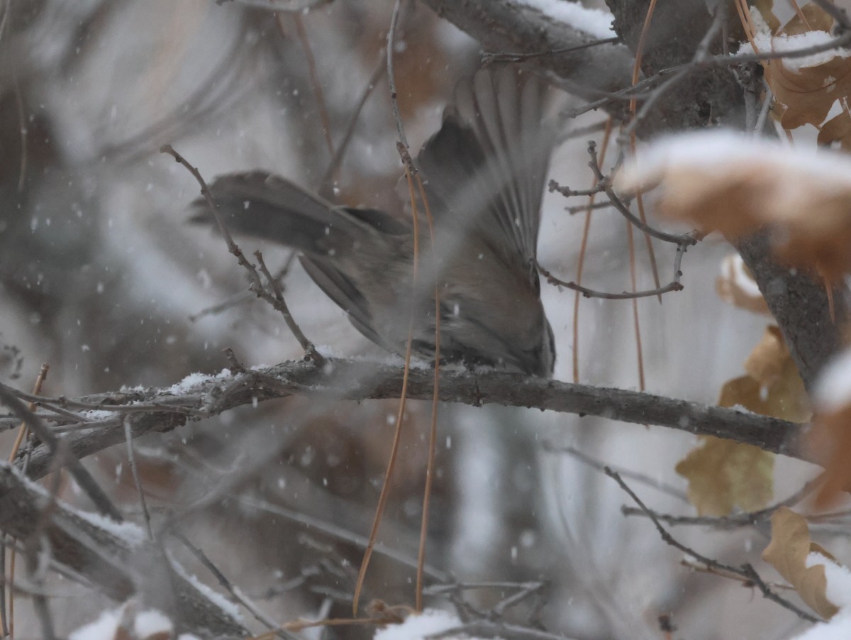 Black-capped/Mountain Chickadee - ML610637131