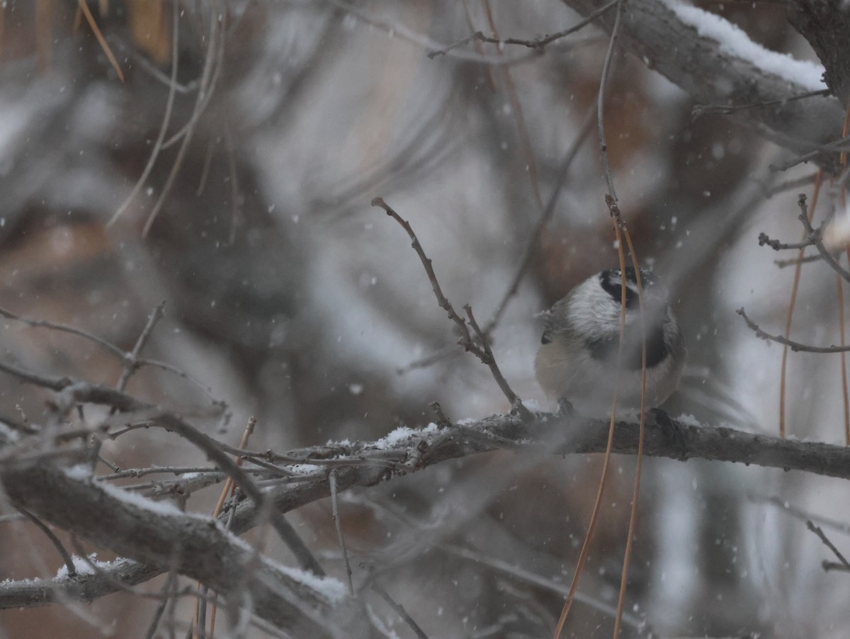 Black-capped/Mountain Chickadee - ML610637132