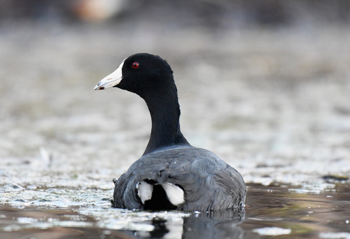 American Coot - ML610637219