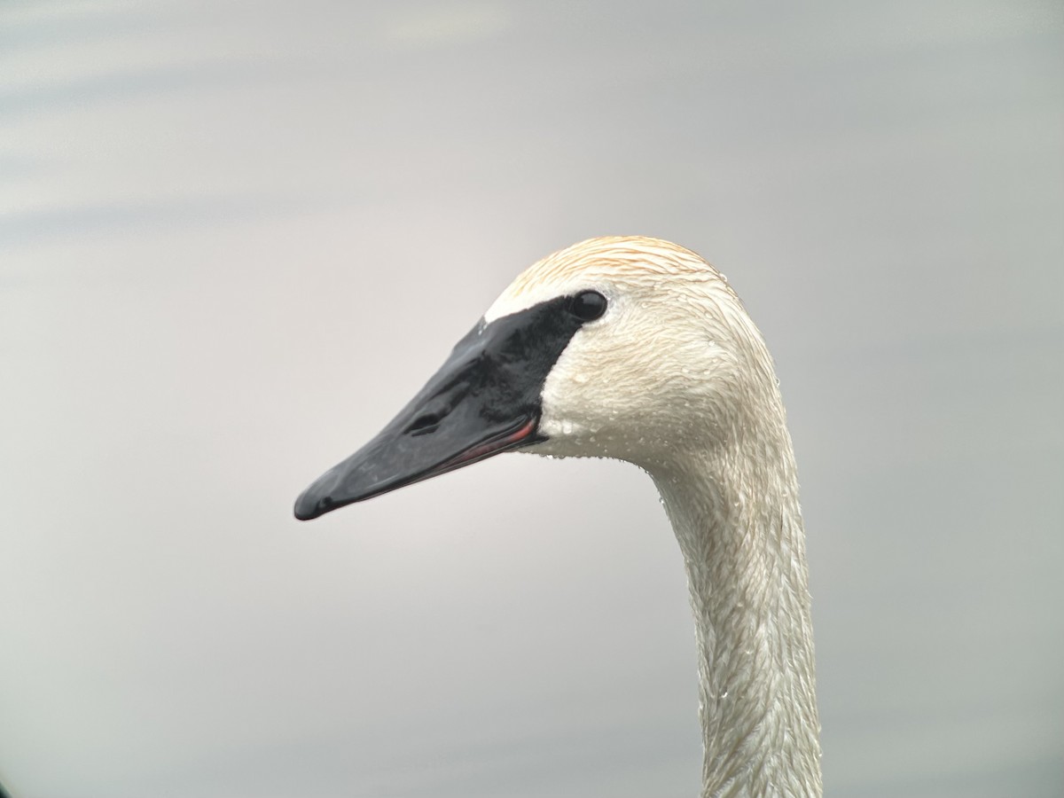 Trumpeter Swan - ML610637241