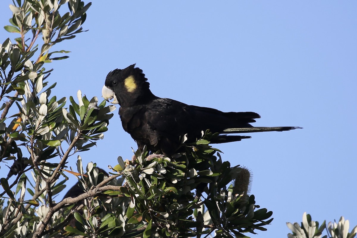 Yellow-tailed Black-Cockatoo - ML610637276