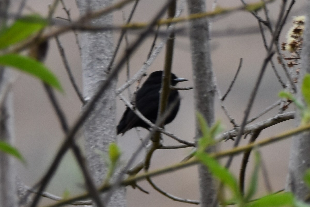 White-winged Black-Tyrant - ML610637279