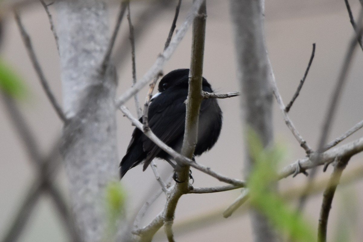 White-winged Black-Tyrant - ML610637280