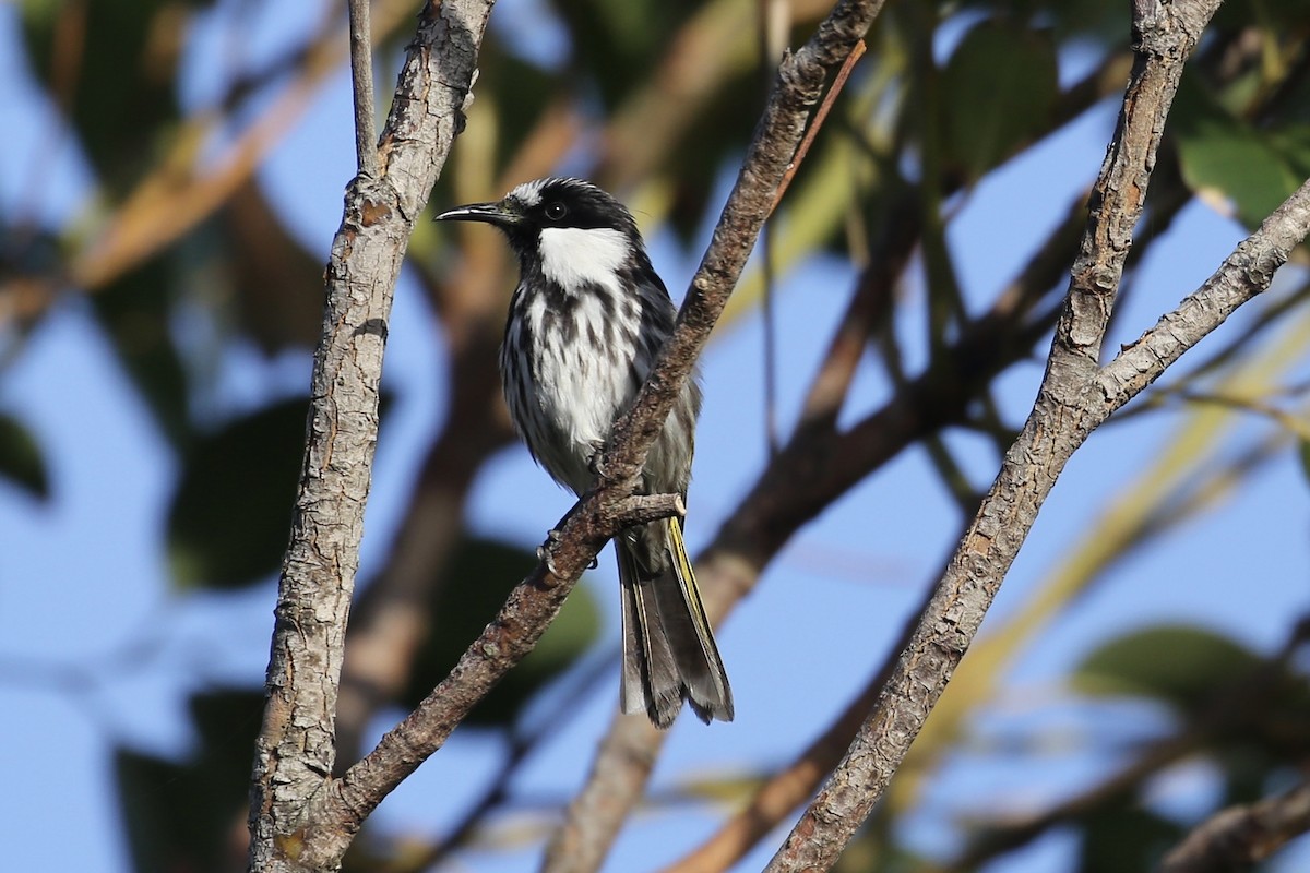 White-cheeked Honeyeater - ML610637294