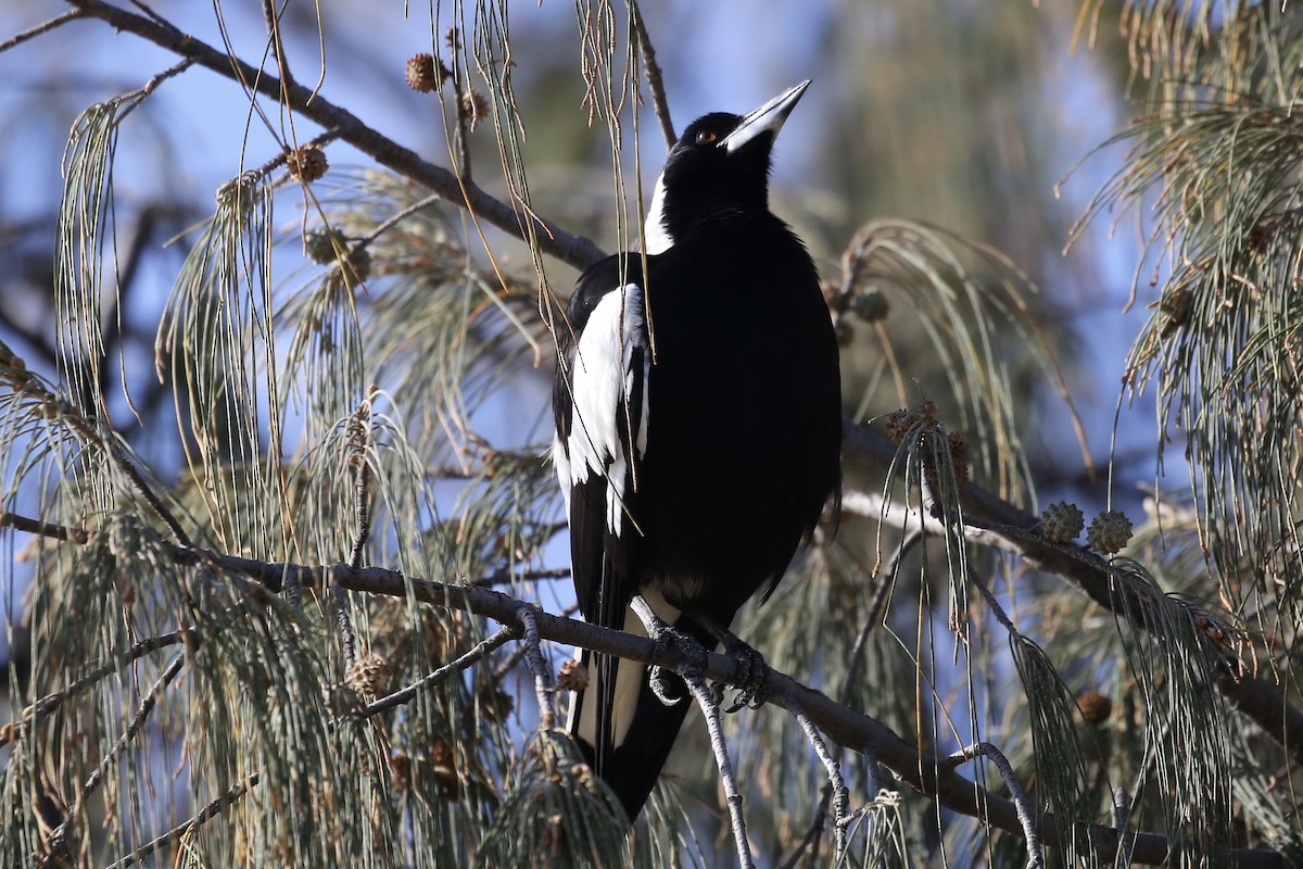 Australian Magpie (Black-backed) - ML610637296