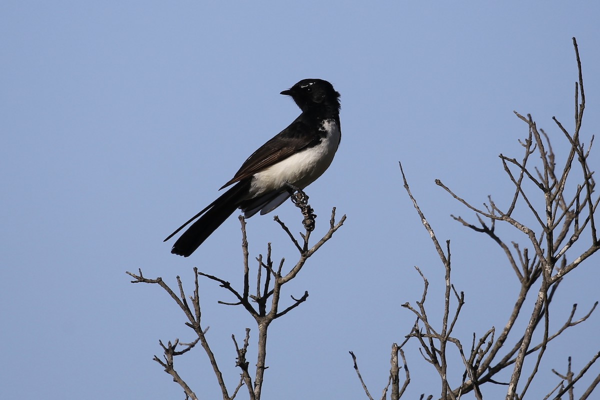 Willie-wagtail - ML610637314